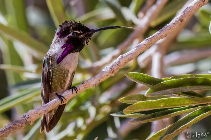 Endemic From Baja California Sur, México. "thongue..."
