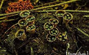 The Mystical World Of Mushrooms Captured In Photos