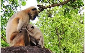 Mother Child Moments From The Animal World