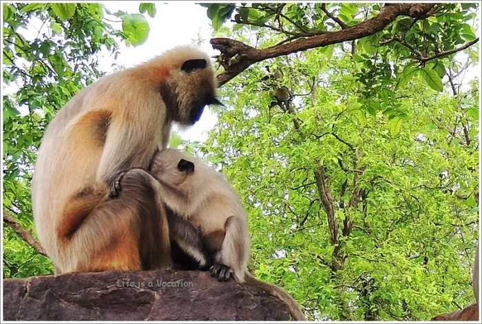Mother Child Moments From The Animal World