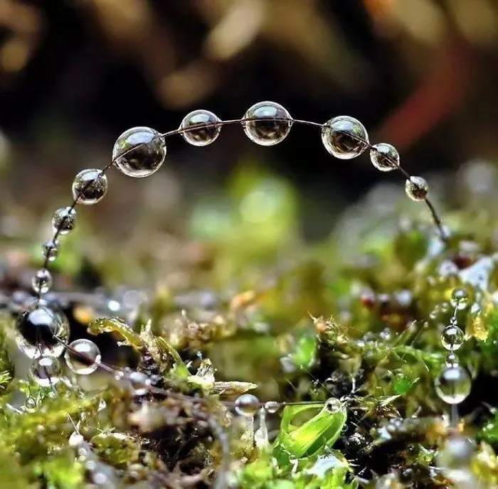 Dew Bow