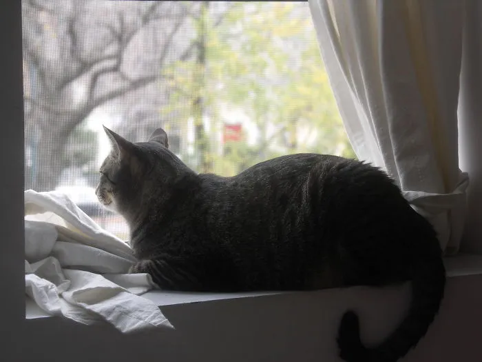 Purrfect