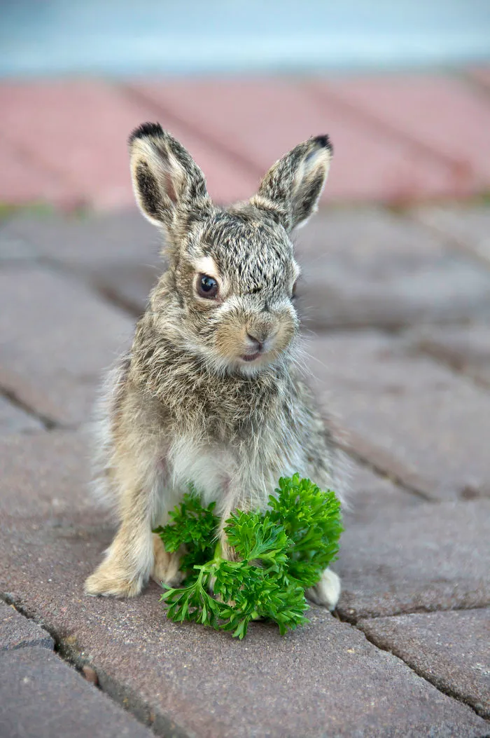 Baby Bunny