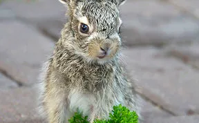 Baby Bunny