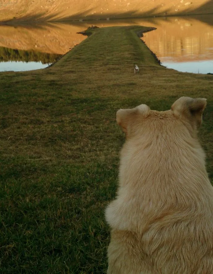 Dog With Head Shaped Like A Doghead-shaped Promontory