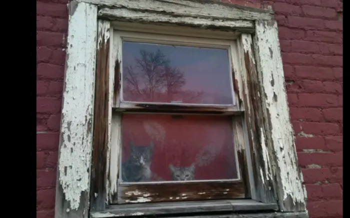 Cats