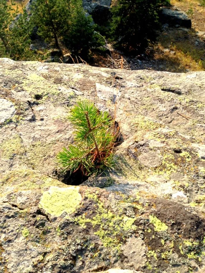 Stone And Pine Tree - Bolu - Turkey