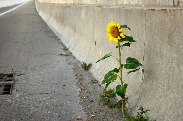 Concrete Sunflower