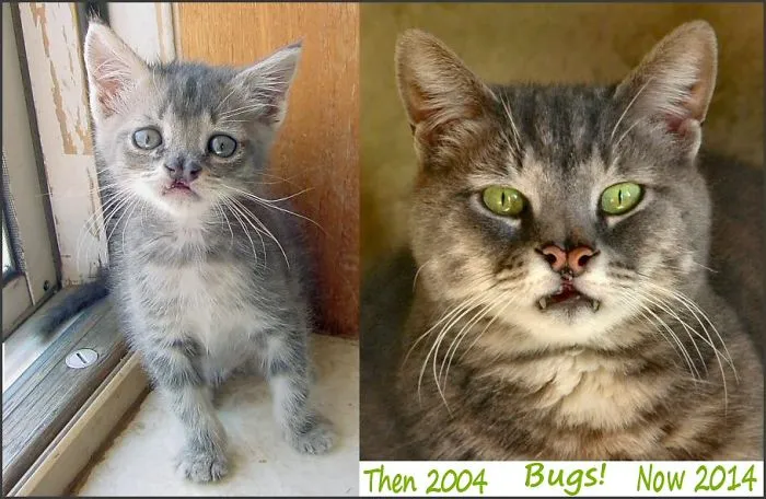 Bugs! The Harelipped Feline