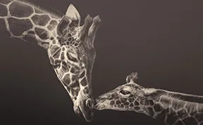 Soulful Photographs Of Zoo Animals By Manuela Kulpa