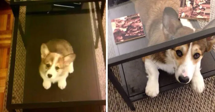 21 Before And After Photos Of Dogs Growing Up