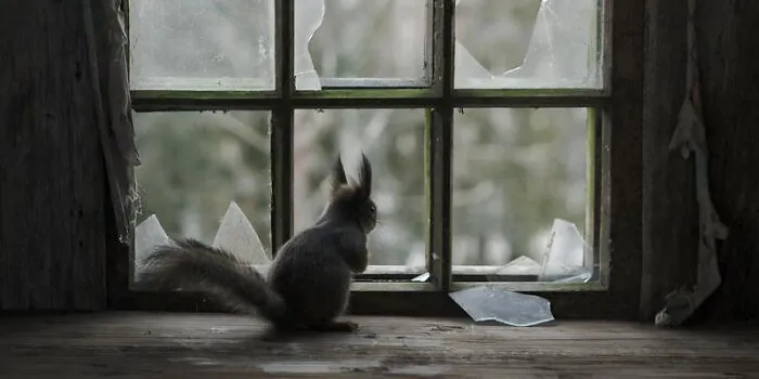 18 Beautiful Photos Of Animals Looking Through Windows