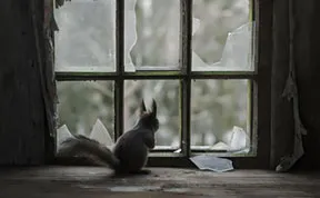 18 Beautiful Photos Of Animals Looking Through Windows
