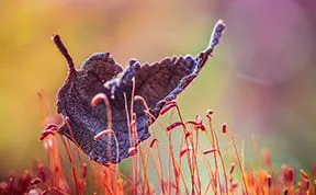 The Magic Of Fall Captured By Alex Greenshpun