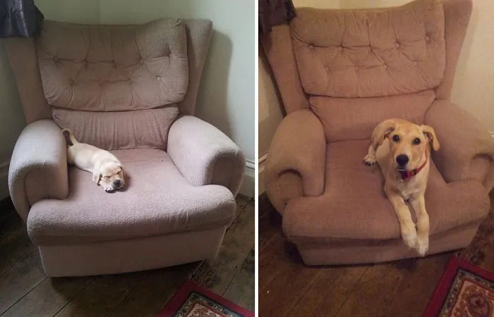 Chewie At Six Weeks And Four Months