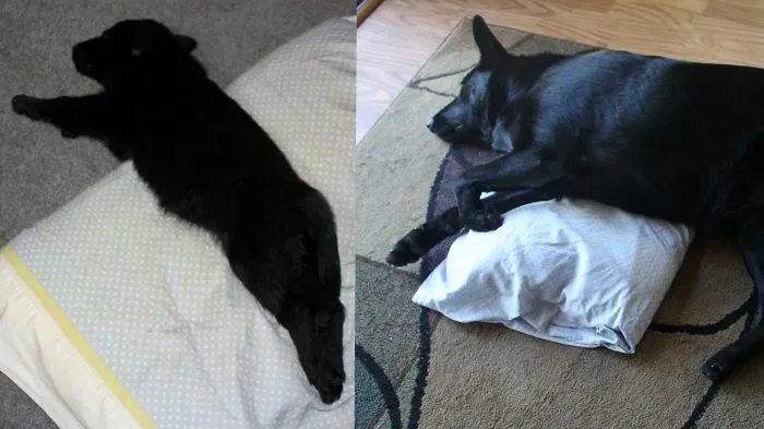 Penny 7 Weeks To 2 Years