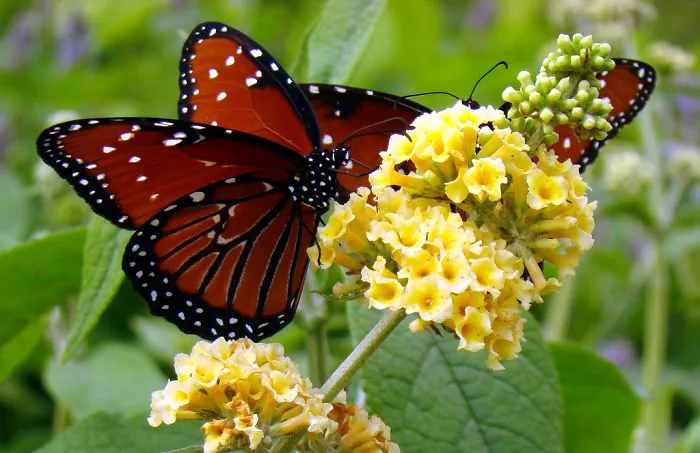 A Pair Of Queen Butterflies