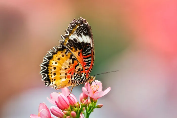 Beautiful Butterfly