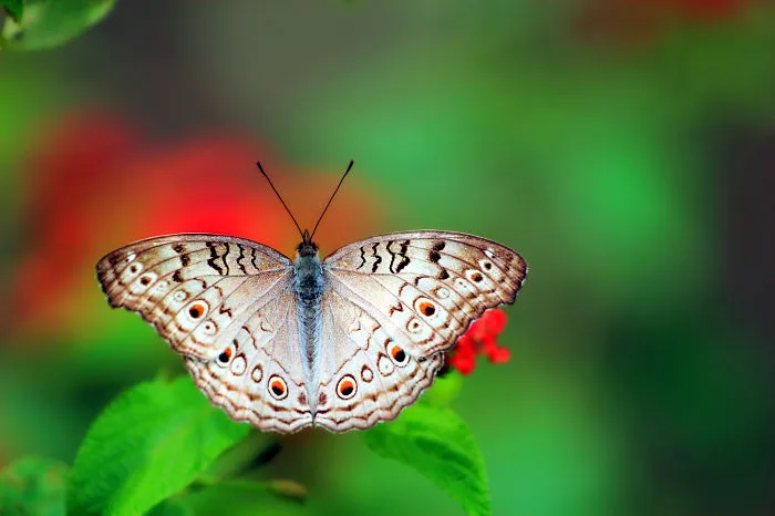 Vivid Butterfly