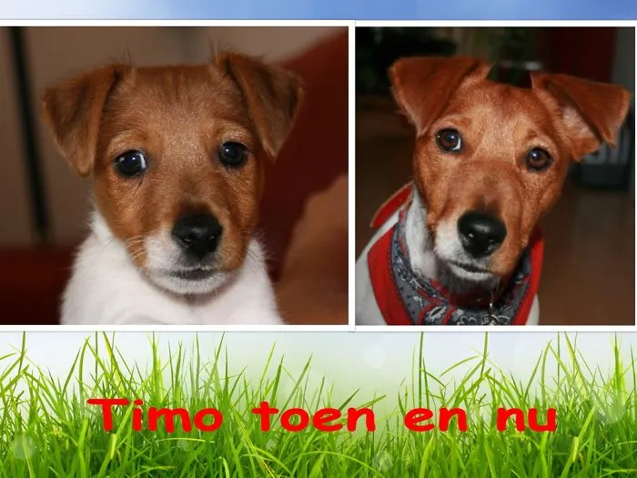 Timo