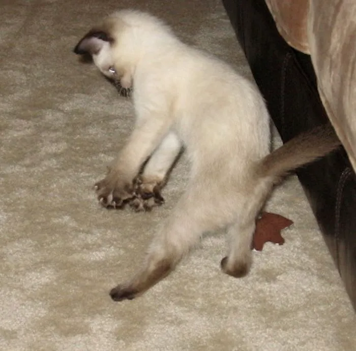 Jumping Cats At Play Look Like Ninjas 