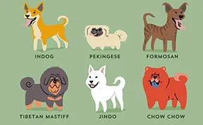 Dogs Of The World: Cute Posters Show The Origins Of 200+ Dog Breeds