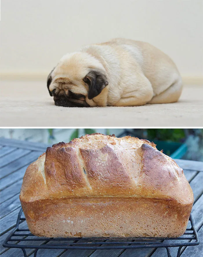 Pug Looks Like A Loaf Of Bread