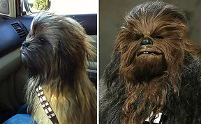 Dogs That Look Like Something Else