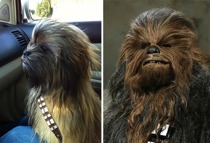 Chewbacca Dog
