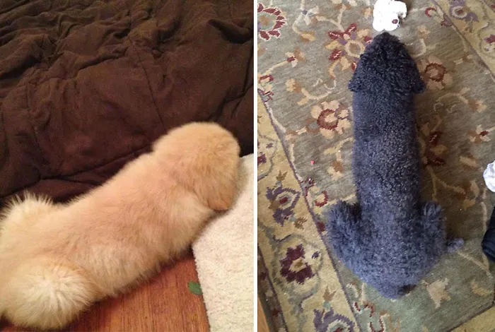 Dog That Looks Like... Another Dog