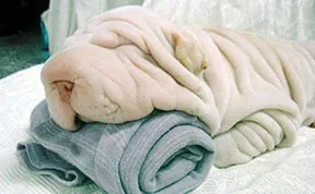 Dogs That Look Like Something Else