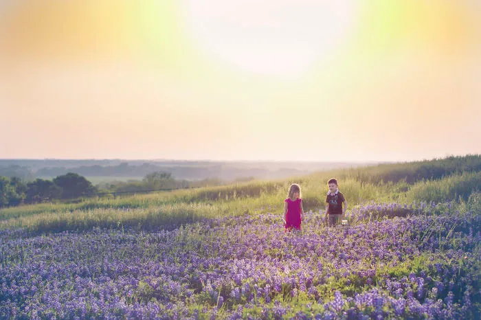 Sunset On Texas Bluebonnets