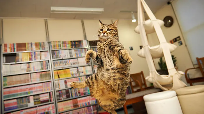 Jumping Cats At Play Look Like Ninjas 