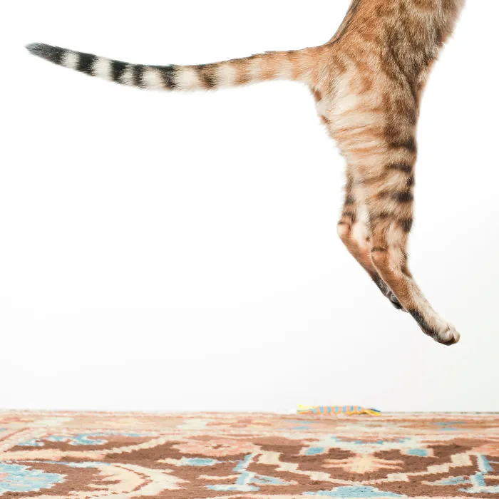 Jumping Cats At Play Look Like Ninjas 