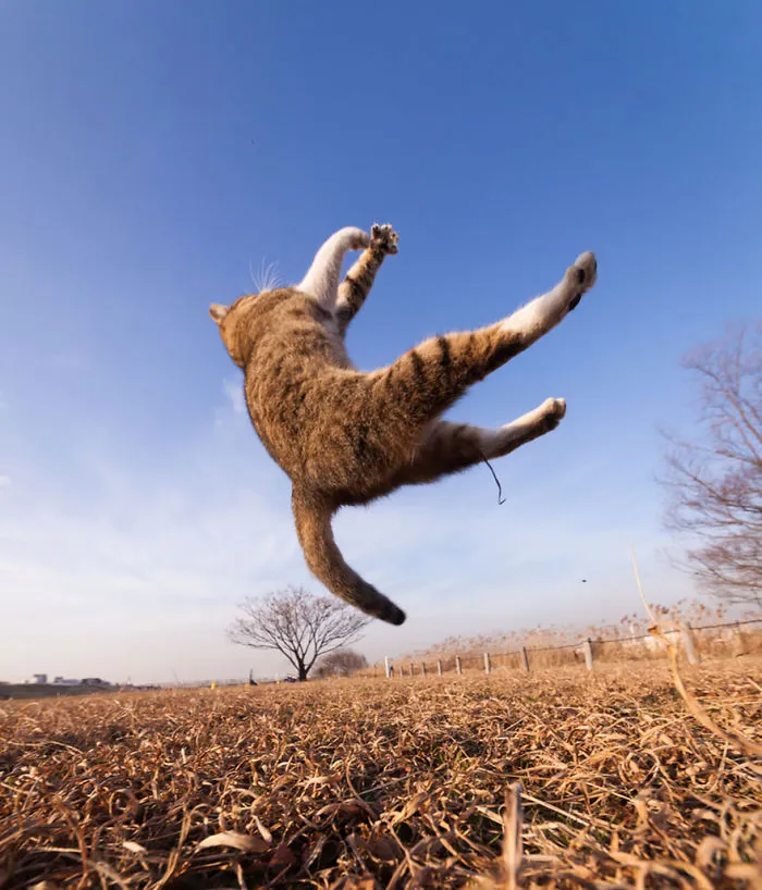 Jumping Cats At Play Look Like Ninjas 
