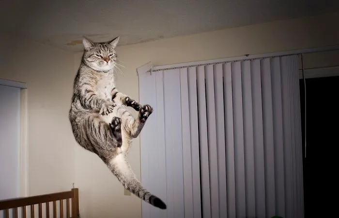 Jumping Cats At Play Look Like Ninjas 