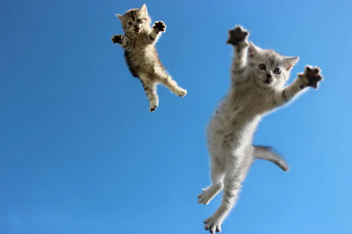 Jumping Cats At Play Look Like Ninjas 