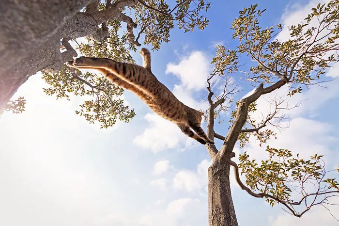 Jumping Cats At Play Look Like Ninjas 