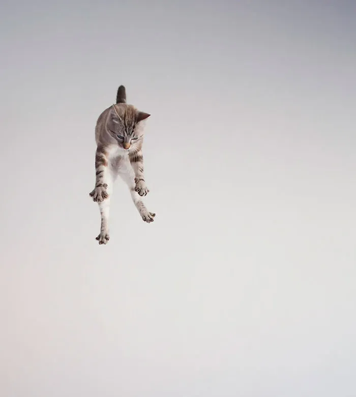 Jumping Cats At Play Look Like Ninjas 