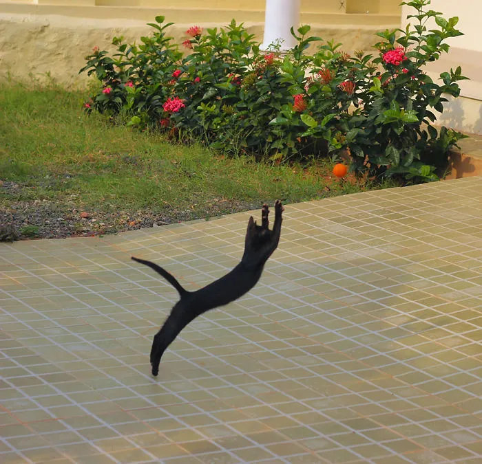 Jumping Cats At Play Look Like Ninjas 