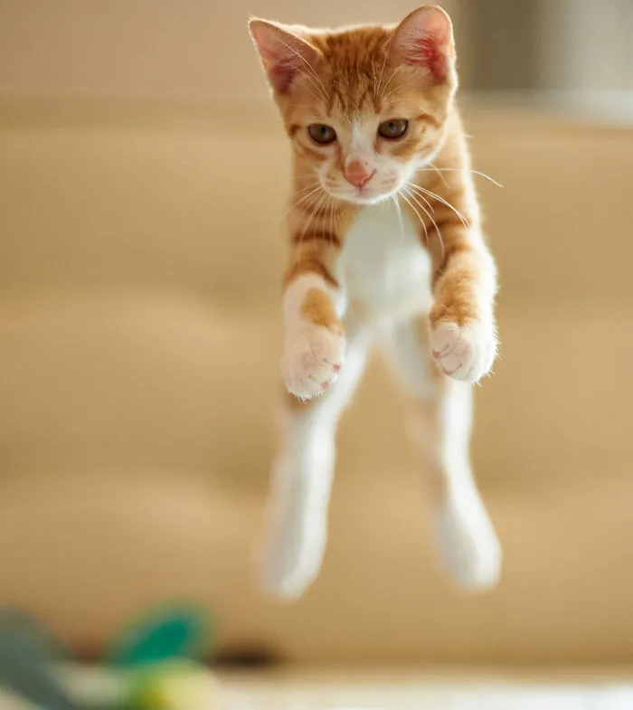 Jumping Cats At Play Look Like Ninjas 