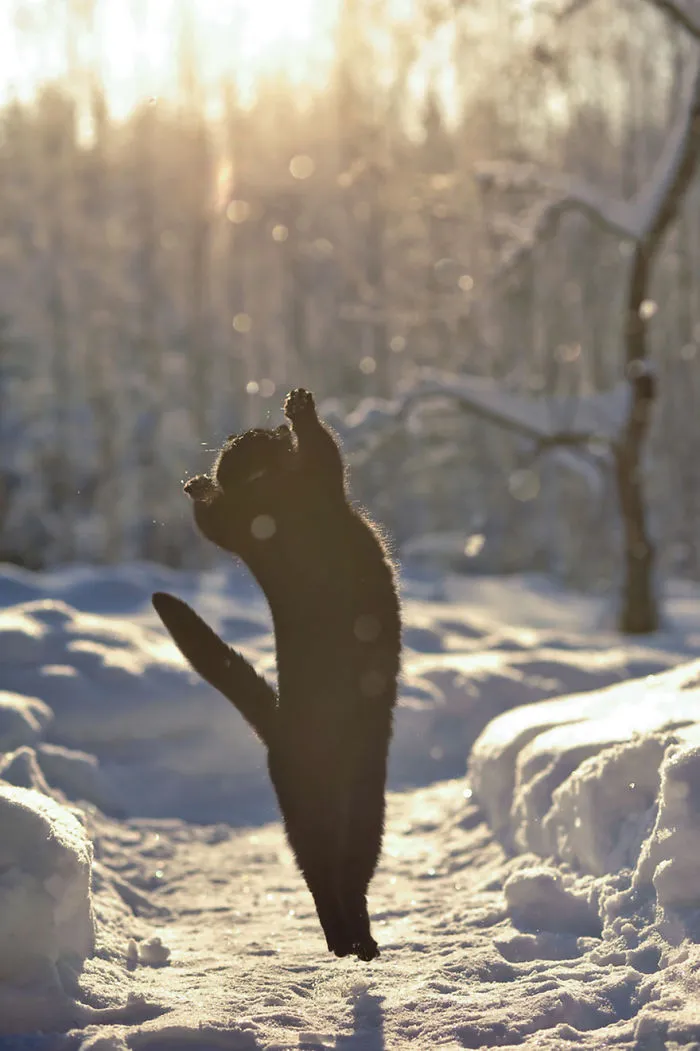 Jumping Cats At Play Look Like Ninjas 