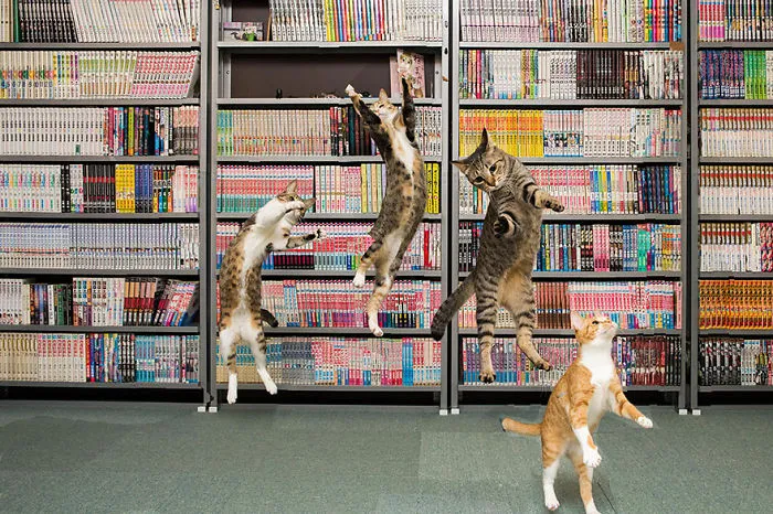 Jumping Cats At Play Look Like Ninjas 
