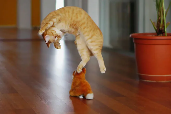 Jumping Cats At Play Look Like Ninjas 