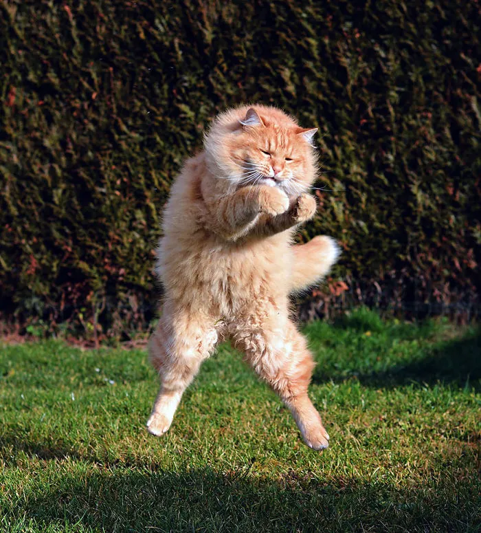 Jumping Cats At Play Look Like Ninjas 