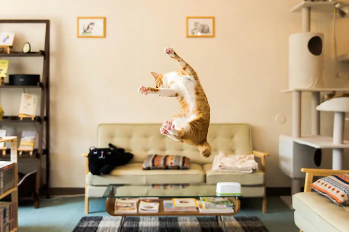 Jumping Cats At Play Look Like Ninjas 
