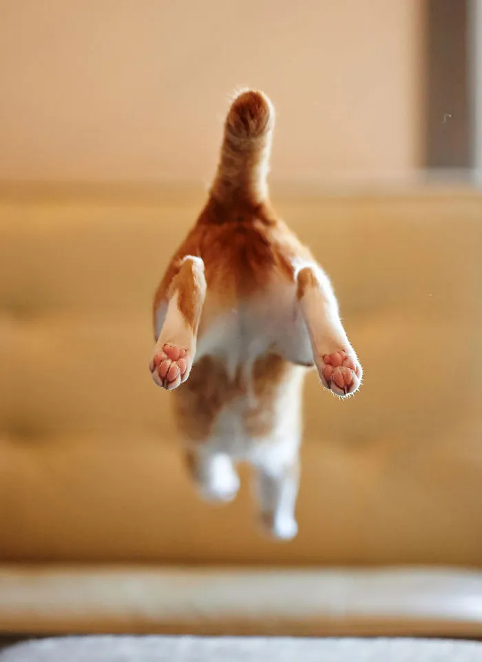 Jumping Cats At Play Look Like Ninjas 