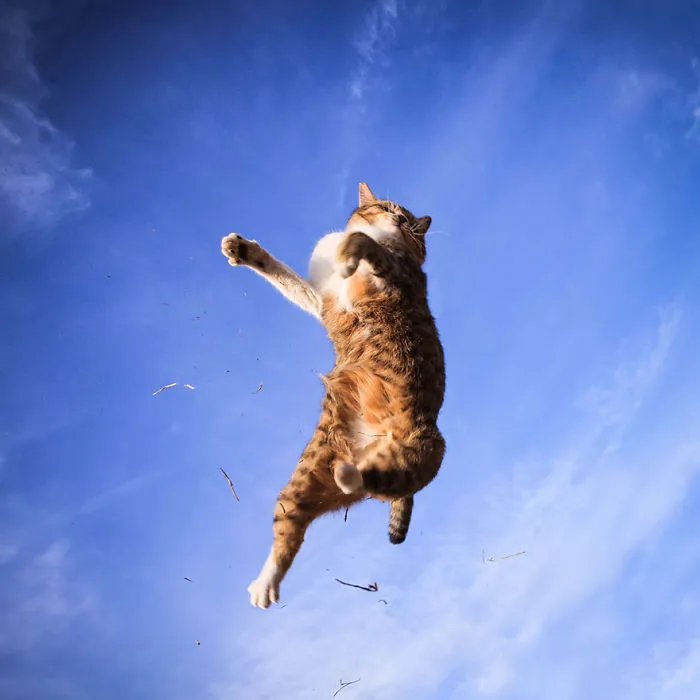Jumping Cats At Play Look Like Ninjas 