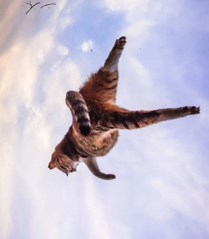 Jumping Cats At Play Look Like Ninjas 