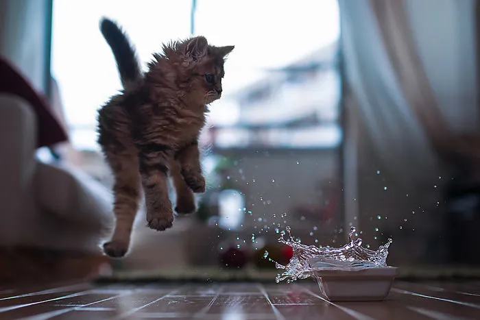 Jumping Cats At Play Look Like Ninjas 